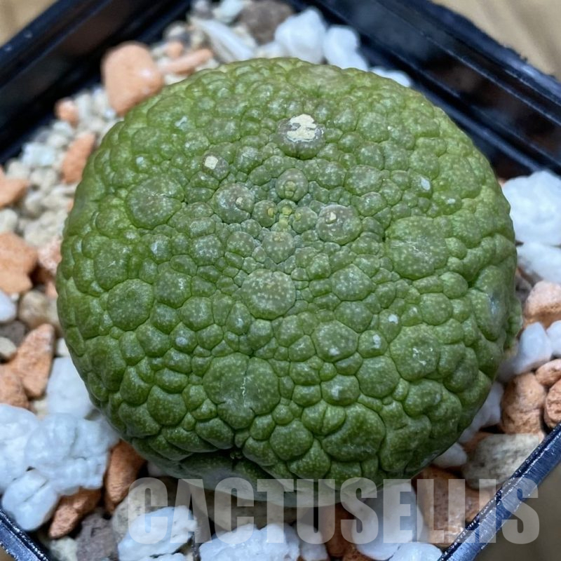 SH25483 Pseudolithos migiurtinus