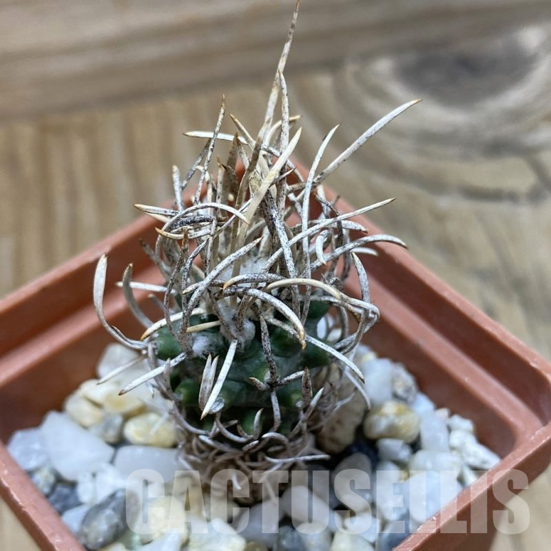SH25508 Turbinicarpus flaviflorus, 6 years old