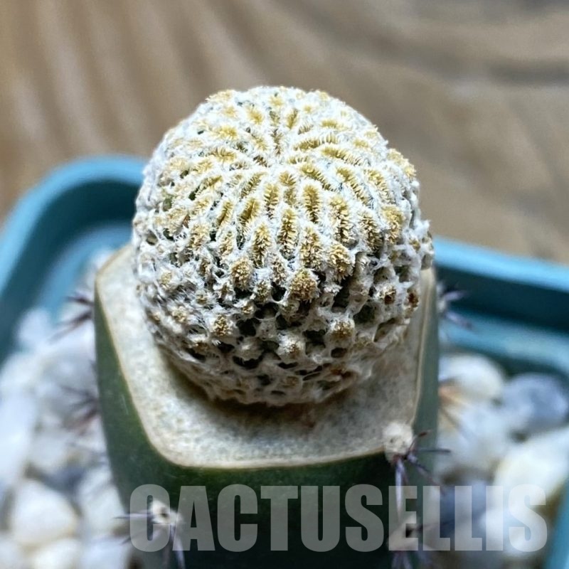 SH25511 Pelecyphora aselliformis f. monstrosa, grafted