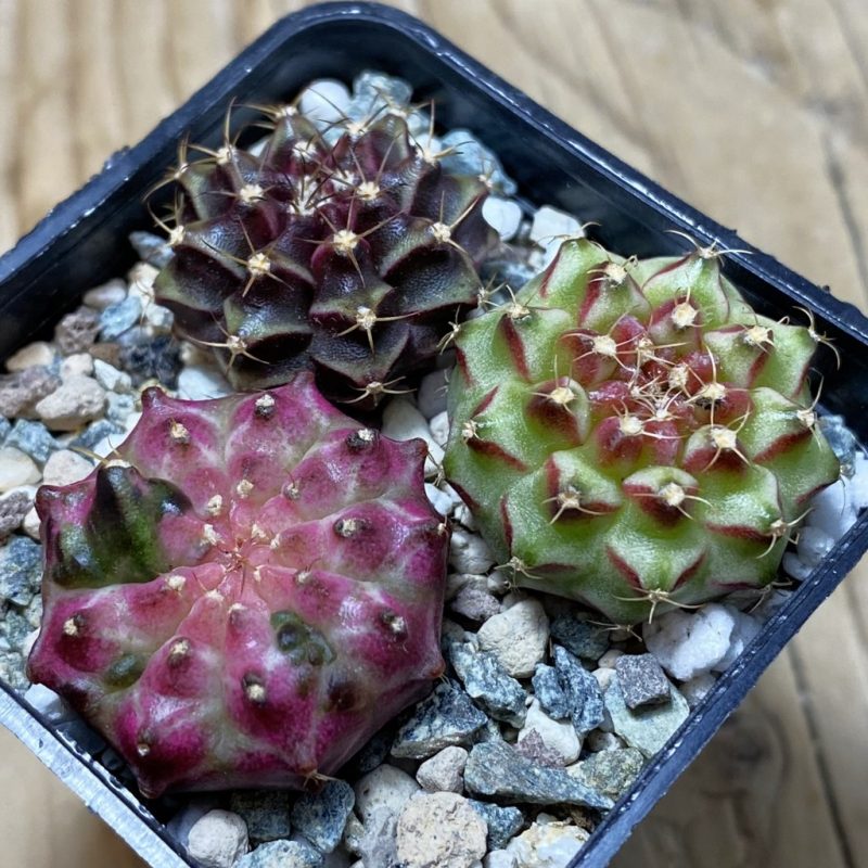 SH23781 Gymnocalycium mihanovichii 'Neon' hybrid, seedling mix