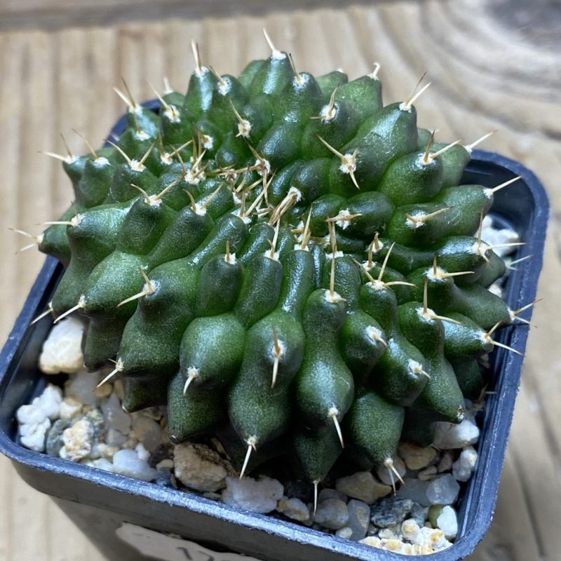 SH17984 Gymnocalycium mihanovichii ‘inermis’