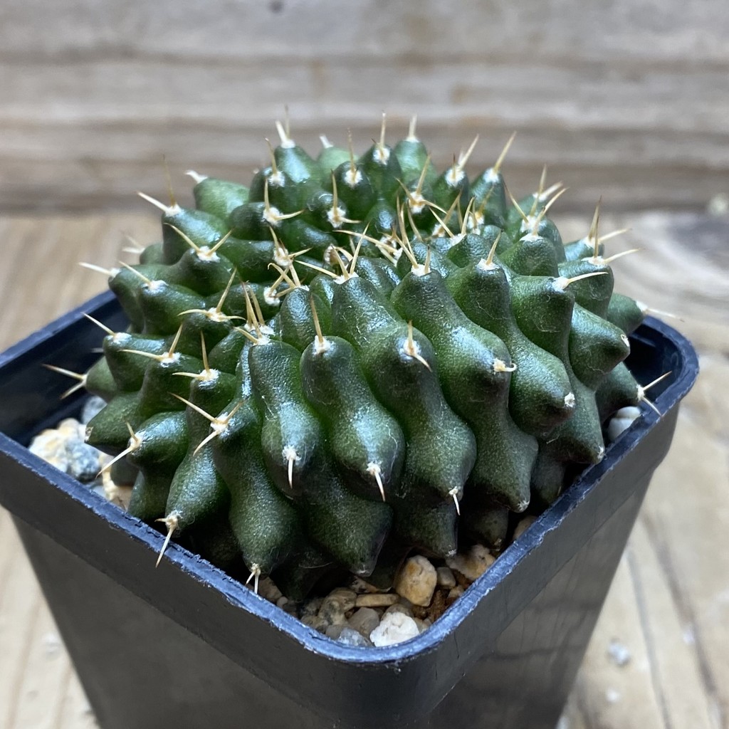 SH17984 Gymnocalycium mihanovichii ‘inermis’ - Image 2