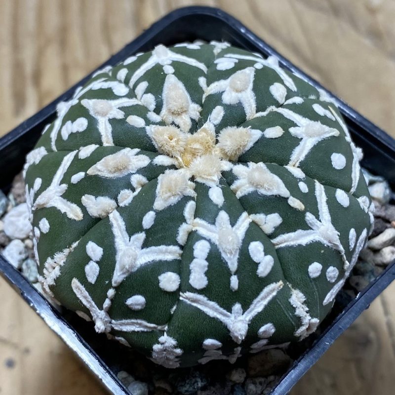 SH23858 Astrophytum asterias ‘Super Kabuto’ V-type f. nudum