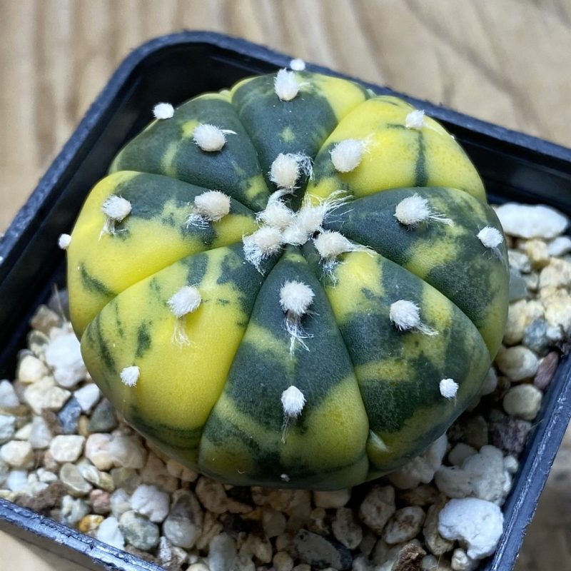 SH3038 Astrophytum asterias f. variegata