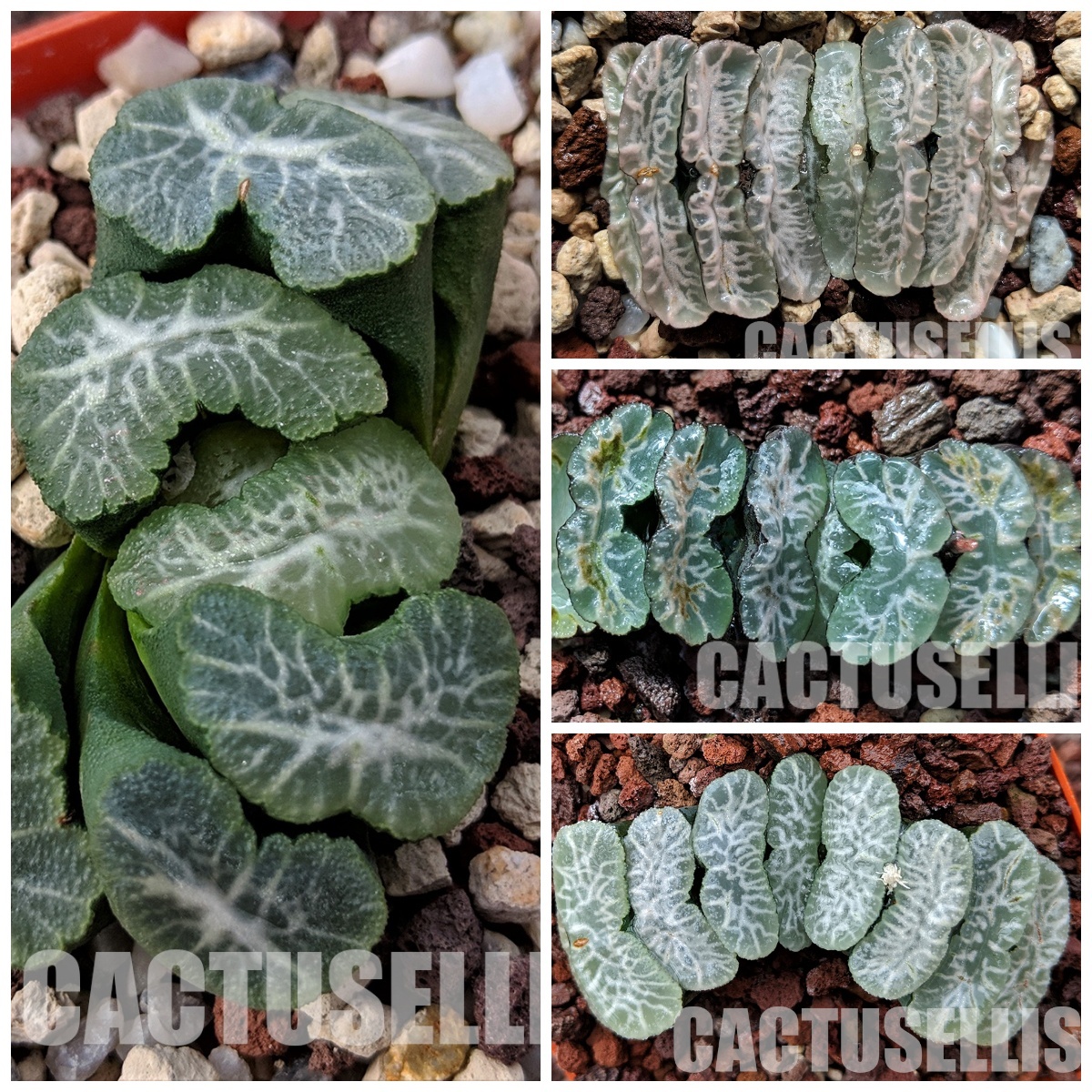 LOT494 10 SEEDS Haworthia truncata mix Japan, 2023