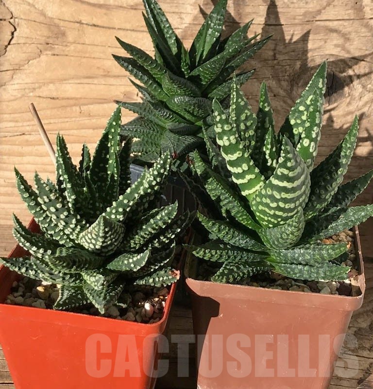 LOT505 10 SEEDS Haworthia MIX 23 (Limifolia x Pumila little donut x Maxima)