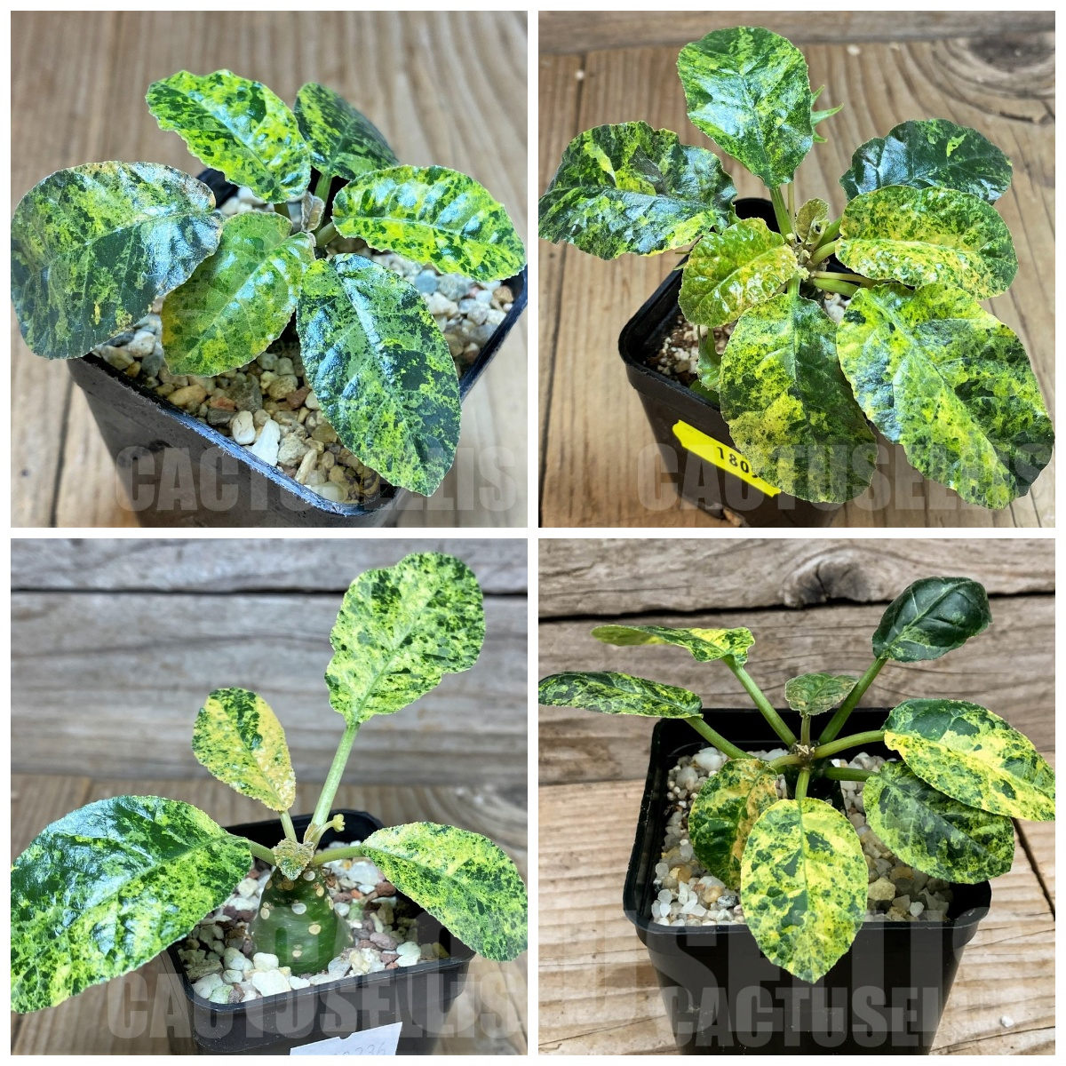 LOT894 10 SEEDS Dorstenia foetida f. variegata 2025