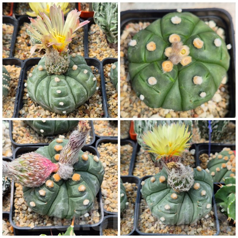 LOT925 10 SEEDS Astrophytum asterias `Kikko 5 - ribs`   2025