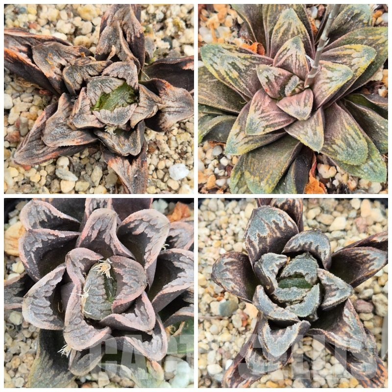 LOT977 10 seeds Haworthia truncata x splendens  2025