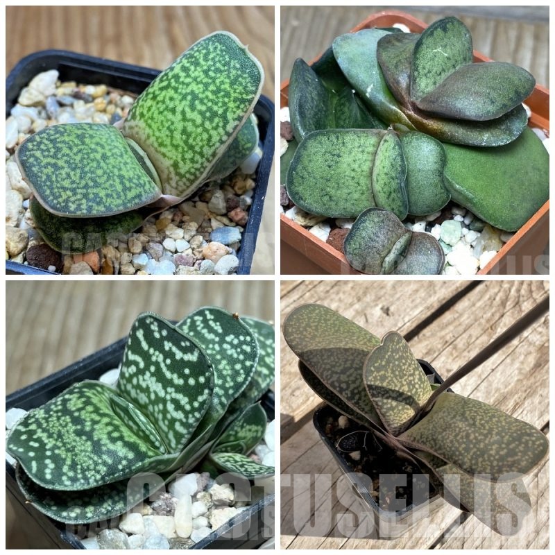 LOT978 10 seeds Gasteria brachyphylla v. bayeri mix hybrid 2025