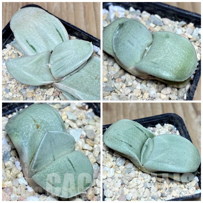 LOT979 10 seeds Gasteria ‘Hakugei’ hybrid 2025