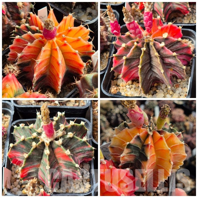 LOT980 20 seeds  Gymnocalycium friedrichii f.variegata mix  , 2025