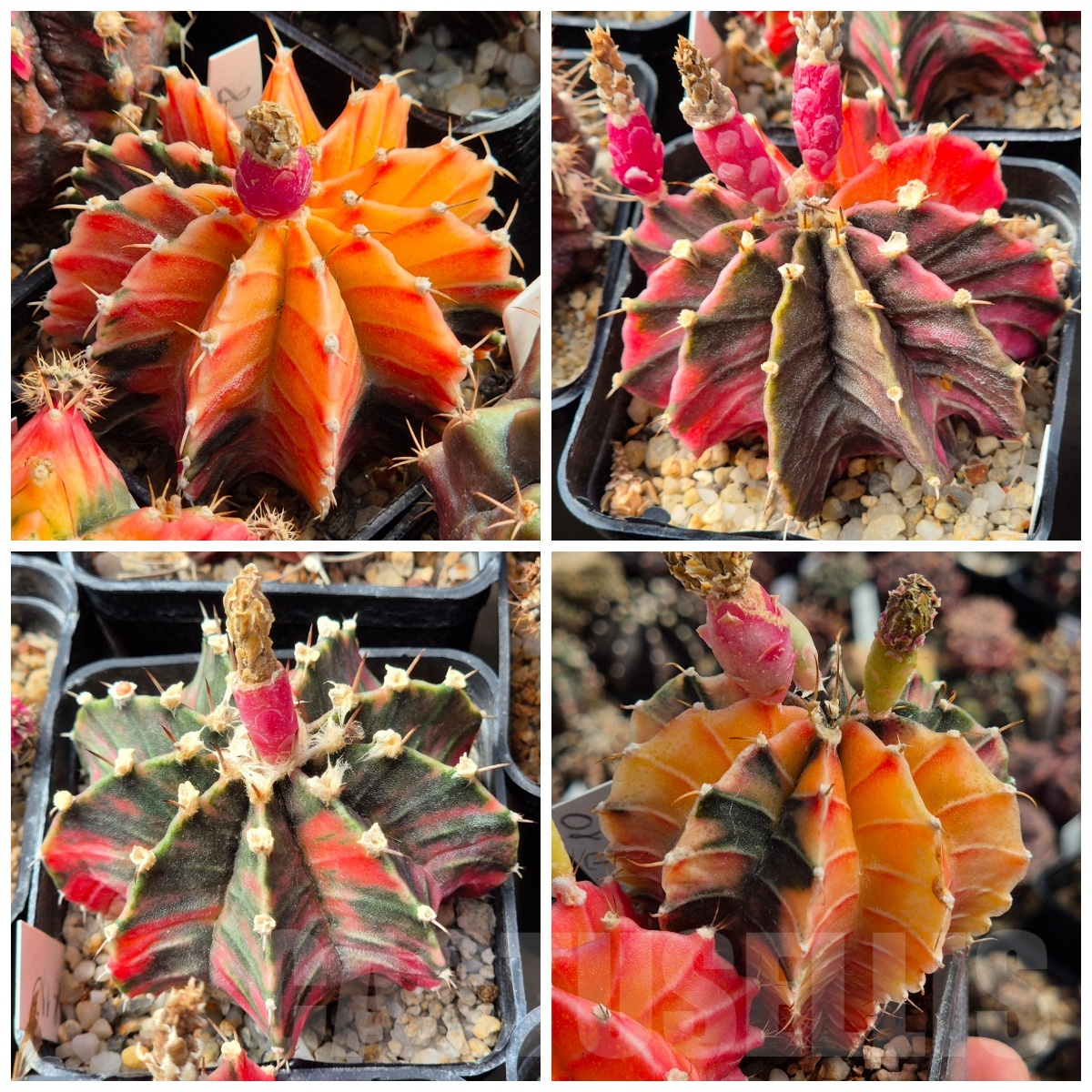 LOT980 20 seeds Gymnocalycium friedrichii f.variegata mix , 2025