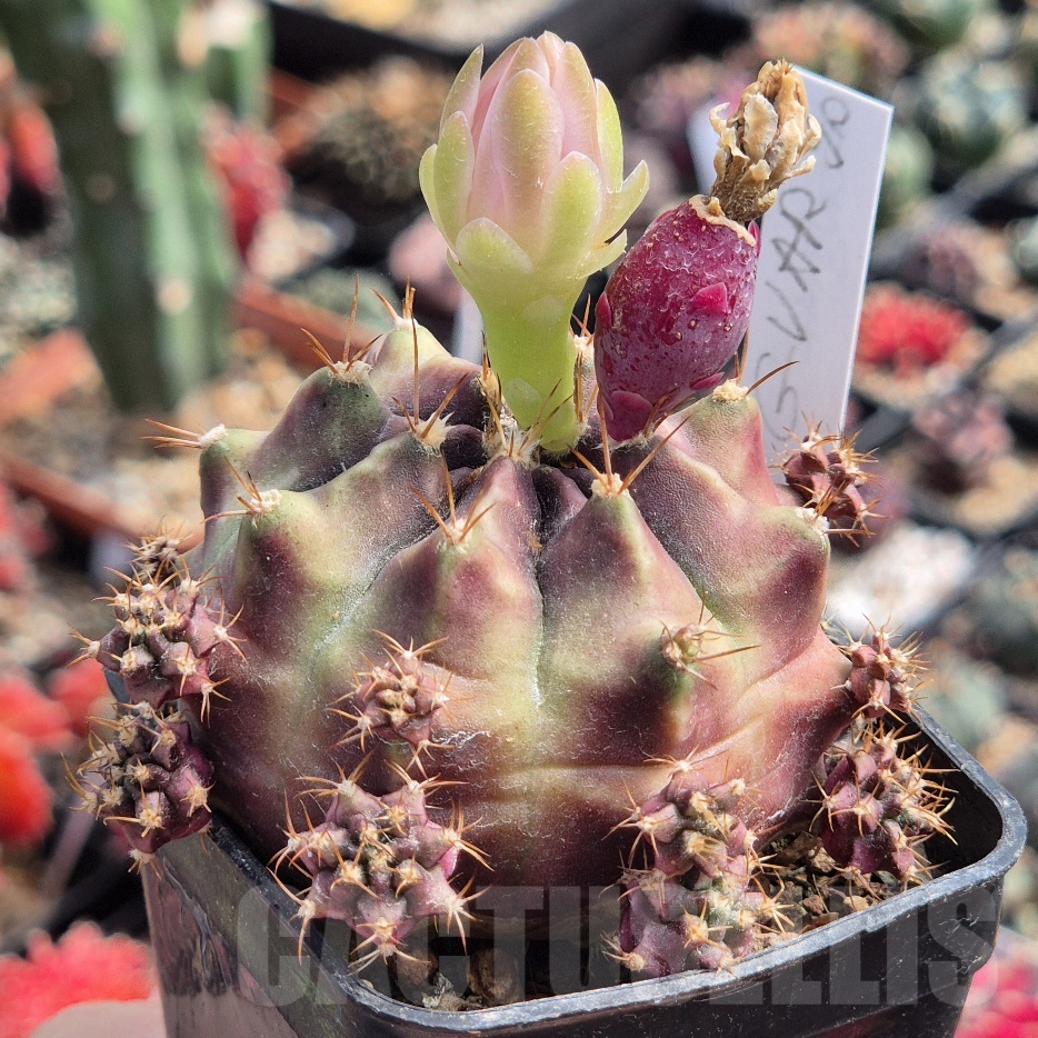 LOT983 20 seeds Gymnocalycium mihanovichii ‘Konjak’ NE90 , 2025