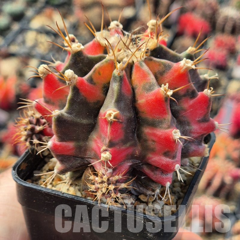 LOT986 20 seeds Gymnocalycium mihanovichii 'Tiger eye' , 2025