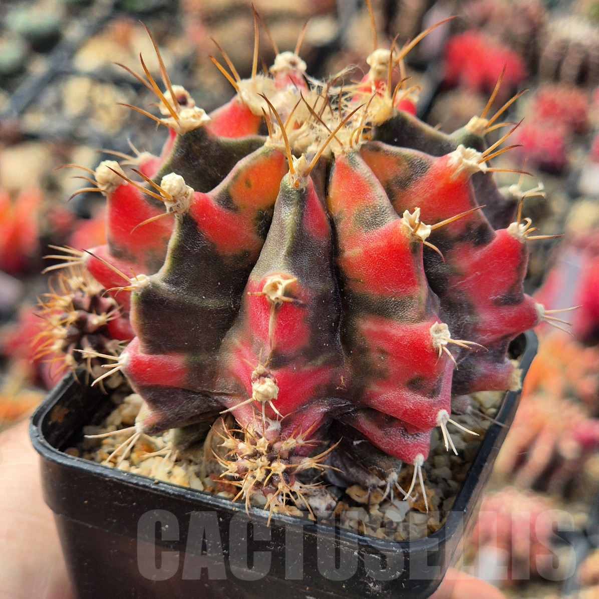 LOT986 20 seeds Gymnocalycium mihanovichii 'Tiger eye' , 2025