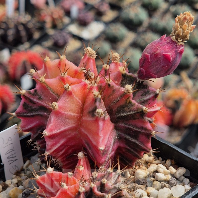 LOT985 20 seeds Gymnocalycium mihanovichii NE15 , 2025