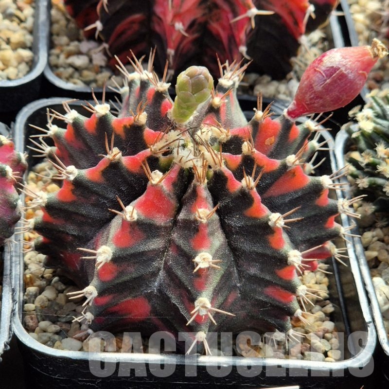 LOT987 20 seeds  Gymnocalycium mihanovichii ‘Black & Red’ , 2025