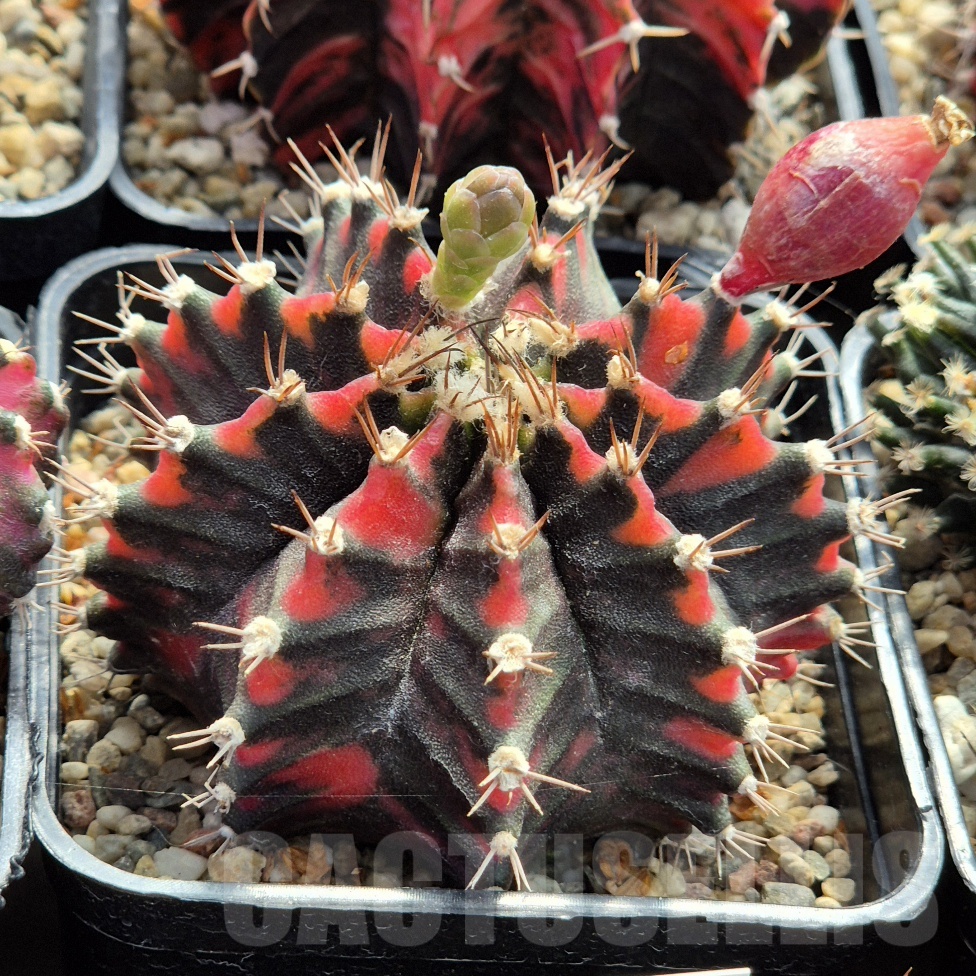LOT987 20 seeds Gymnocalycium mihanovichii ‘Black & Red’ , 2025