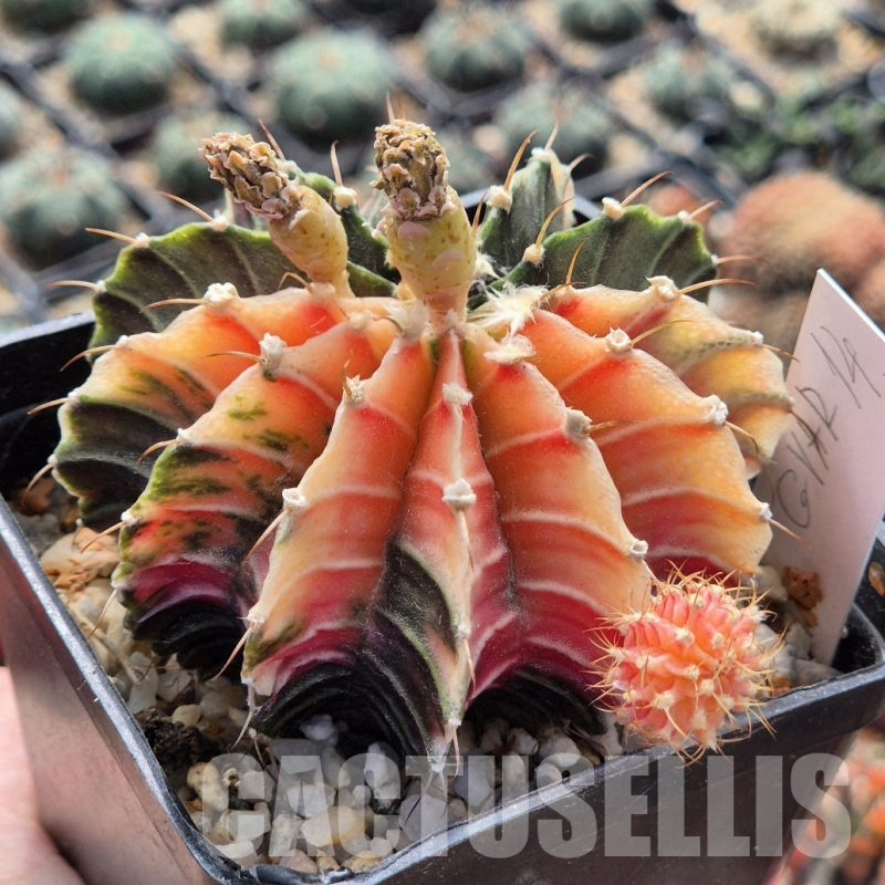 LOT988 20 seeds  Gymnocalycium friedrichii NE14 , 2025