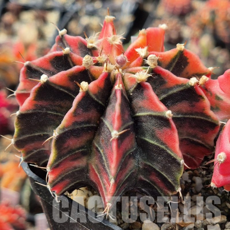 LOT989 20 seeds Gymnocalycium friedrichii f.variegata NE54 , 2025