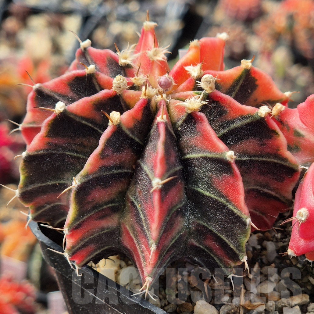 LOT989 20 seeds Gymnocalycium friedrichii f.variegata NE54 , 2025