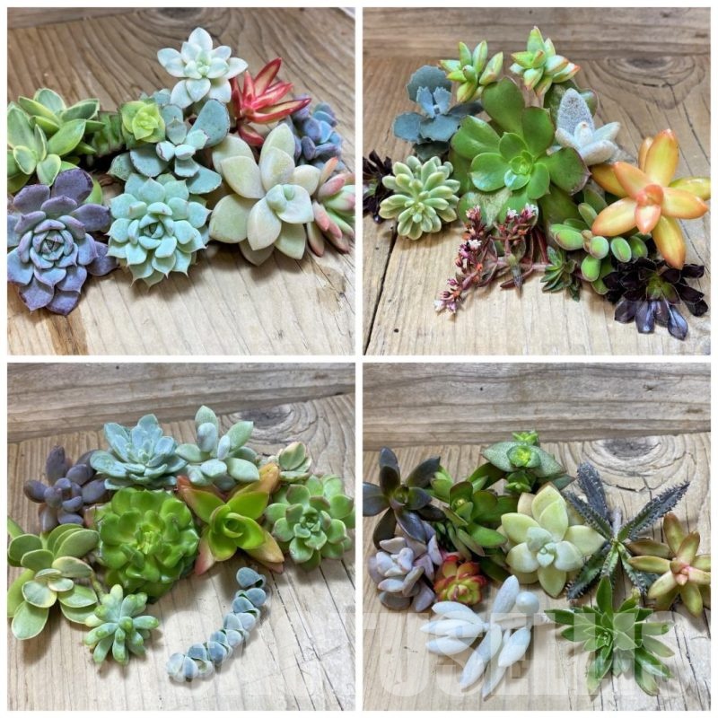 SHND24492 Succulents mix, cuted
