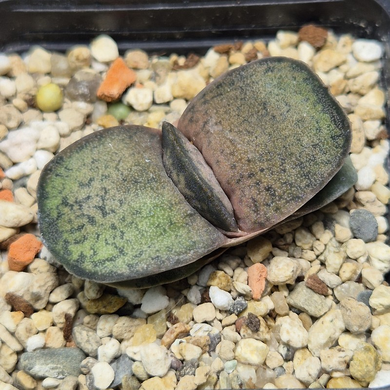 VVG25269 Gasteria brachyphylla v. bayeri ex CG Spec clon