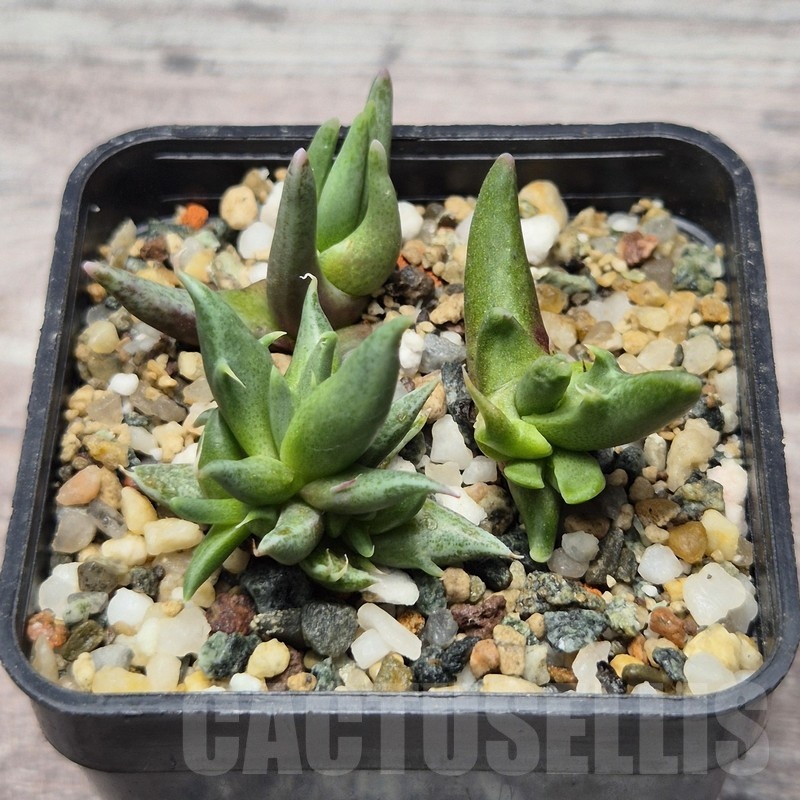 VVG25271 Faucaria sp f. monstrosa seedling 3 plants - Image 2