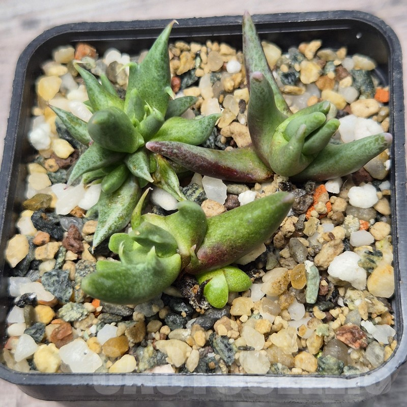 VVG25271 Faucaria sp f. monstrosa seedling 3 plants