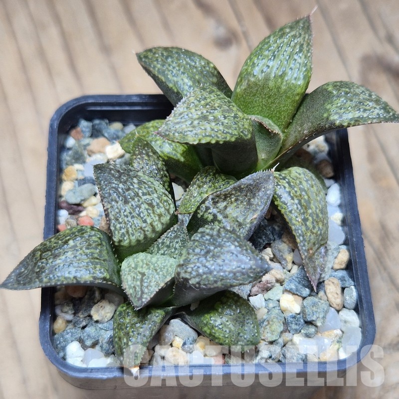 VVG25279 Haworthia magnifica v.splendens -Dekriet Road- seedling 2 plants