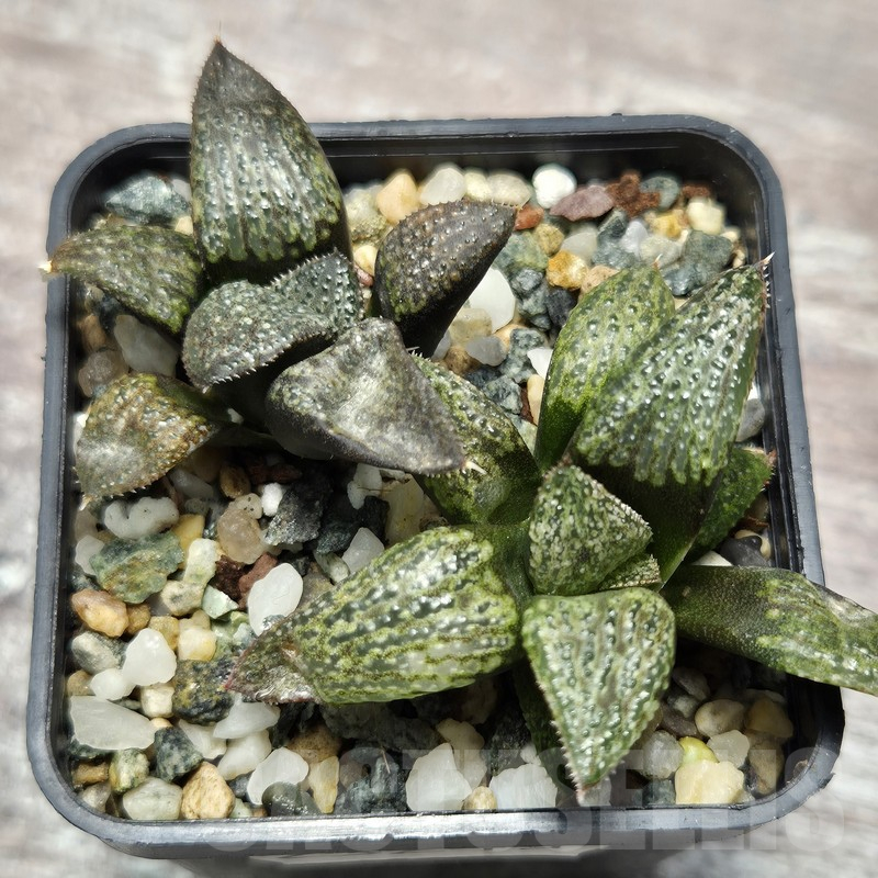 VVG25279 Haworthia magnifica v.splendens -Dekriet Road- seedling 2 plants