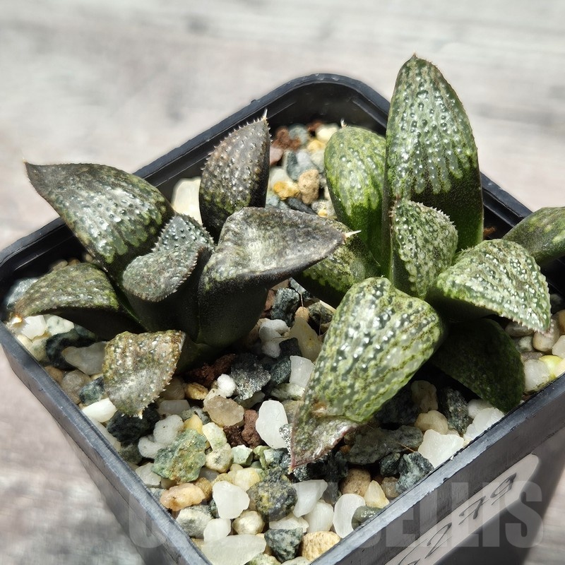 VVG25279 Haworthia magnifica v.splendens -Dekriet Road- seedling 2 plants - Image 2