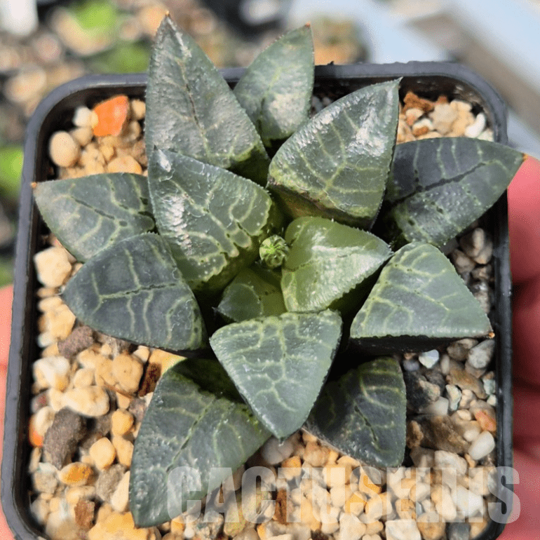 VVG25283 Haworthia comptoniana ‘Crystal’ seedling