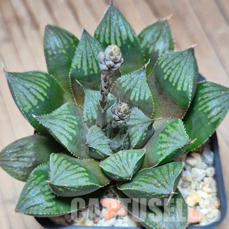 VVG25285 Haworthia sprinbokvlakensis hybrid
