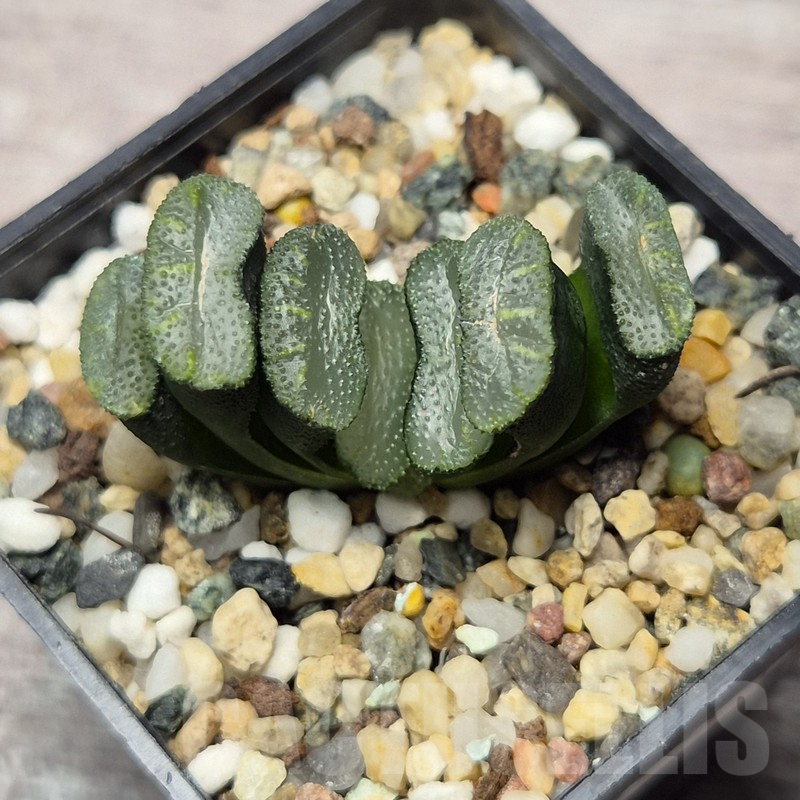 VVG25287 Haworthia truncata -Japan-