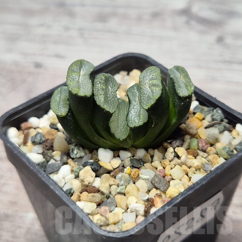 VVG25287 Haworthia truncata -Japan- - Image 2