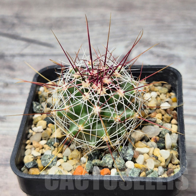 VVG25288 Ferocactus haematacanthus -El Amparo-