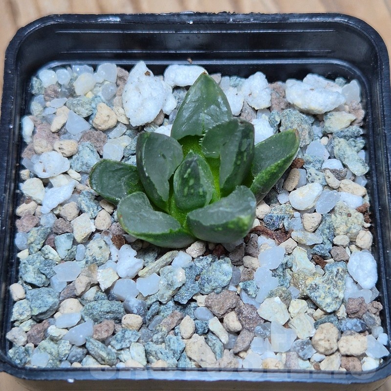 VVG25522 Haworthia 'Christmas Candle' - Image 2