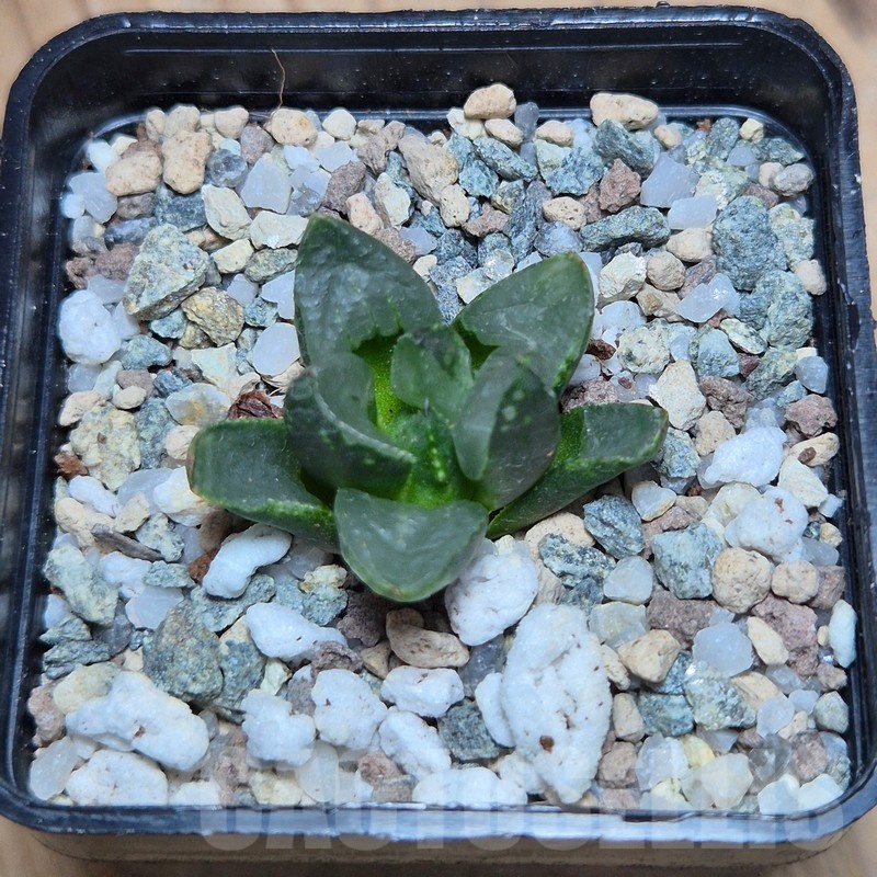 VVG25522 Haworthia 'Christmas Candle'