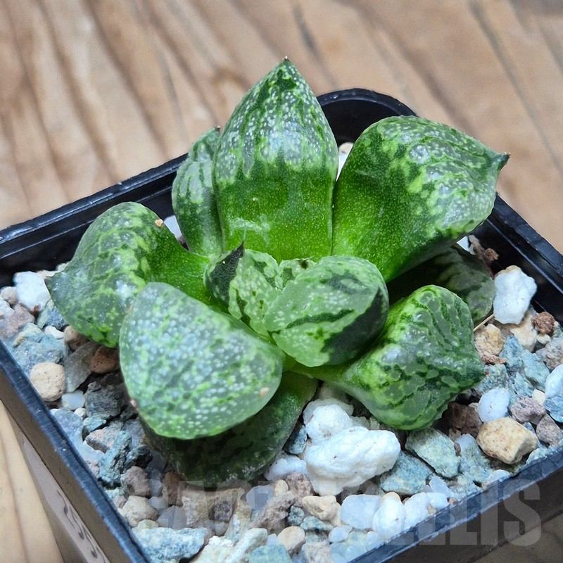VVG25523 Haworthia picta mutant