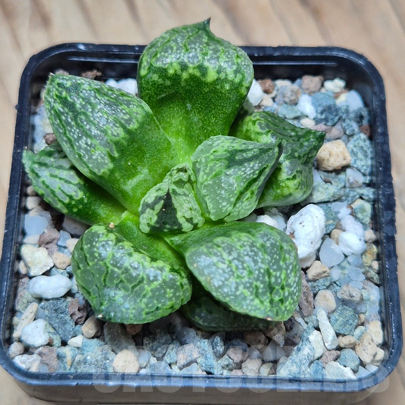 VVG25523 Haworthia picta mutant - Image 2