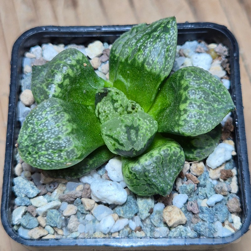 VVG25523 Haworthia picta mutant - Image 3