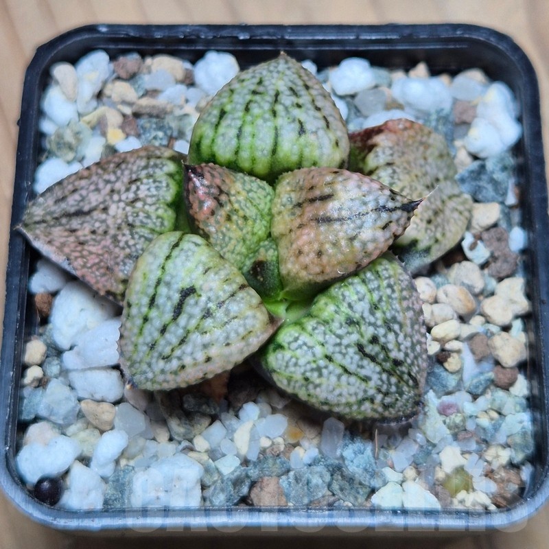 VVG25524 Haworthia picta ‘Super Red’