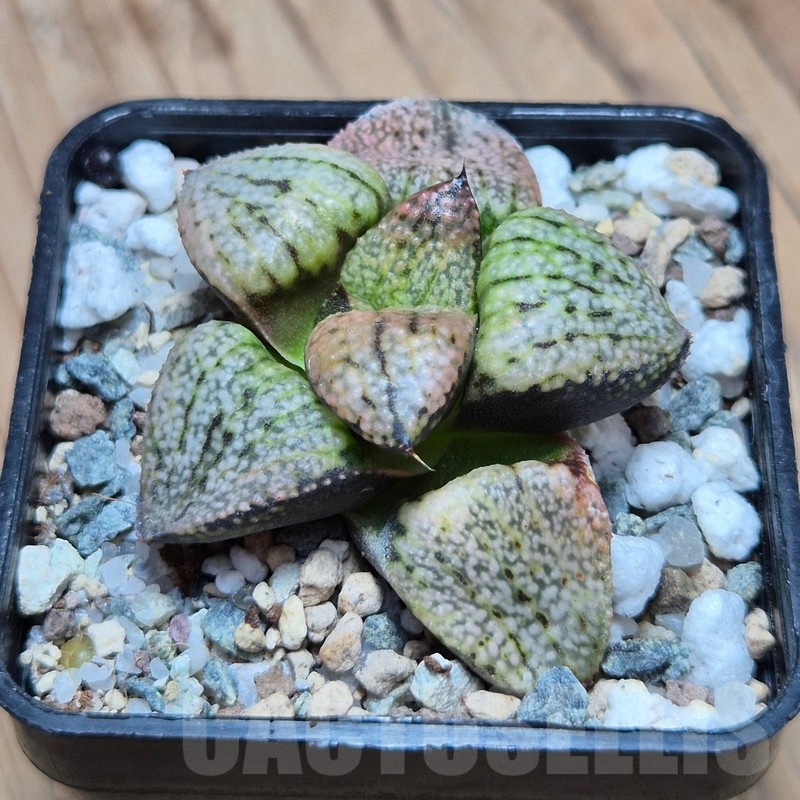 VVG25524 Haworthia picta ‘Super Red’ - Image 2