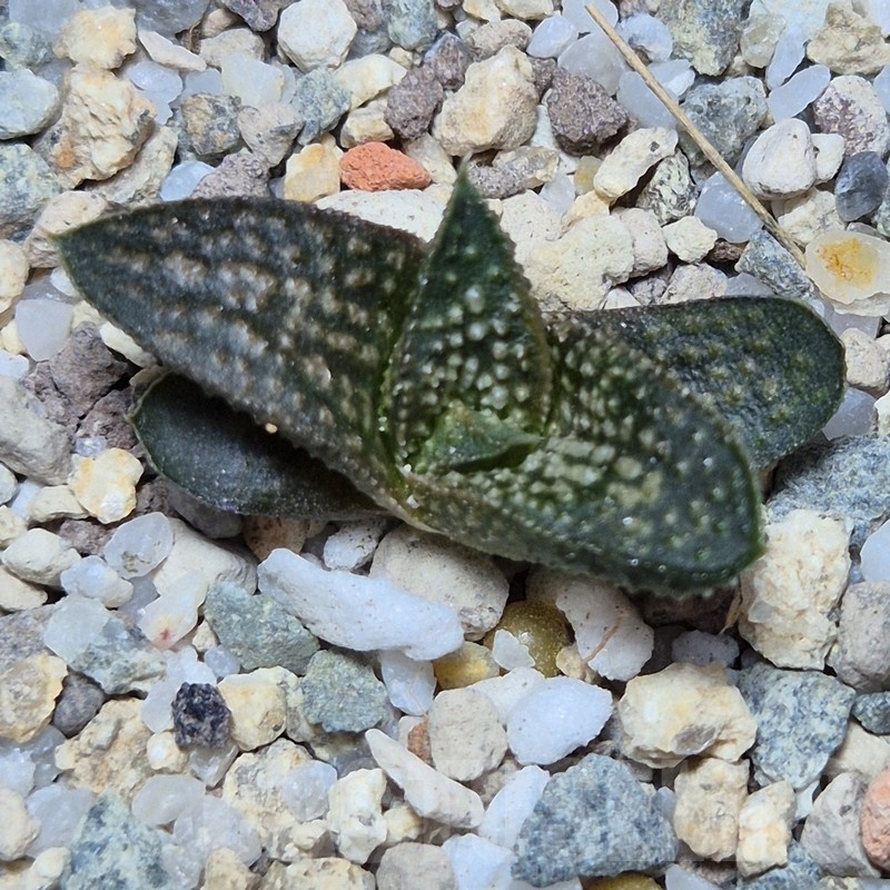 VVG25526 Haworthia ‘Kasornthamala’ - Image 2