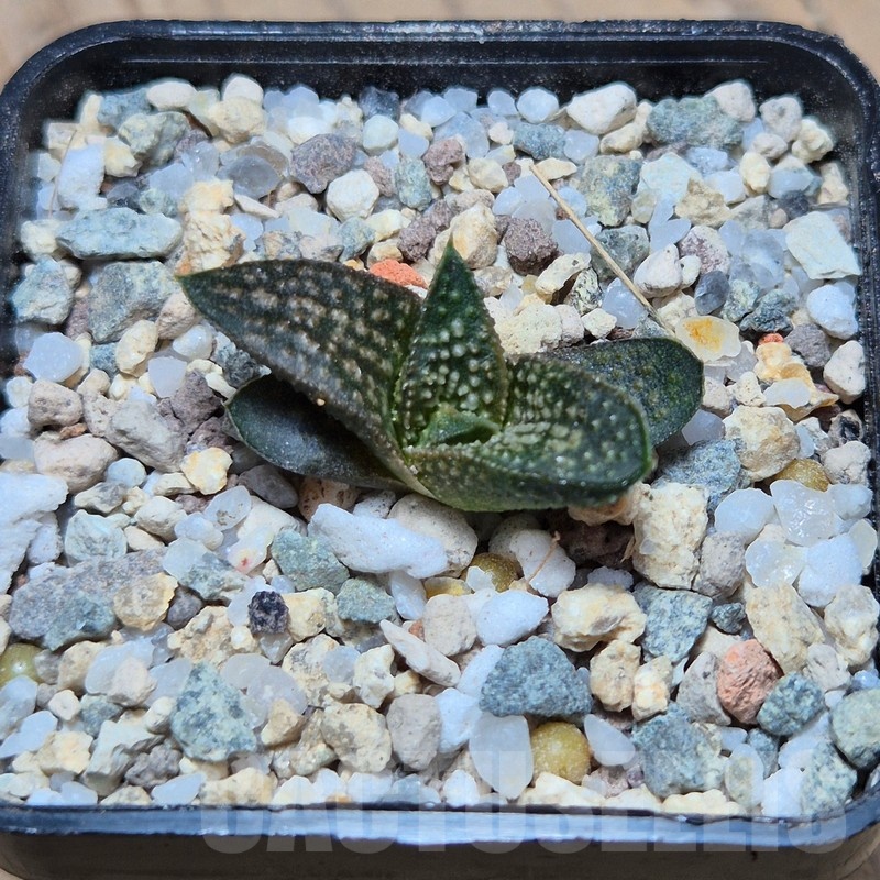 VVG25526 Haworthia ‘Kasornthamala’ - Image 3