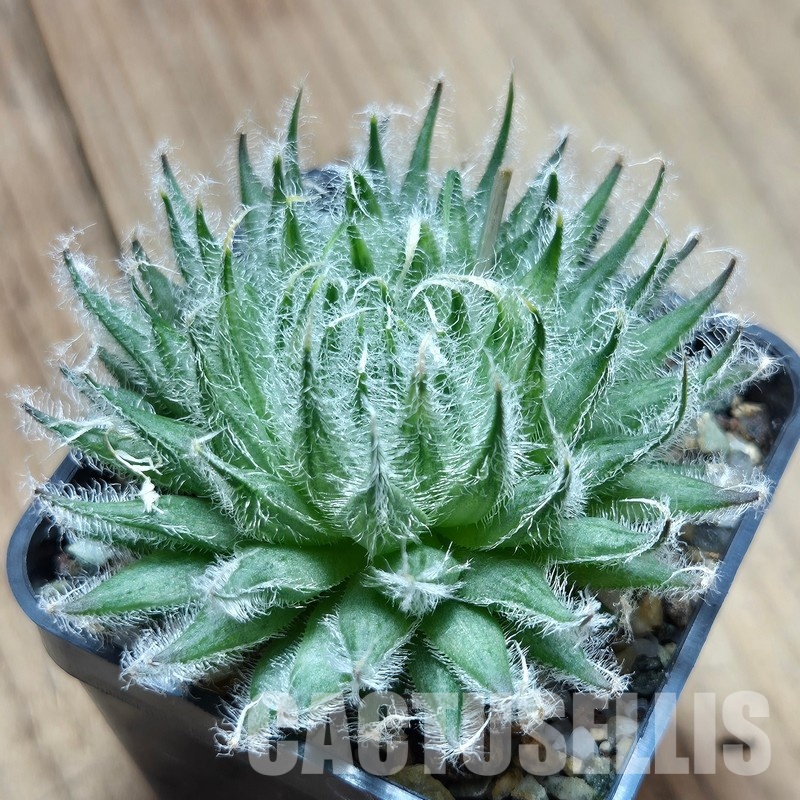 VVG25527 Haworthia odetteae
