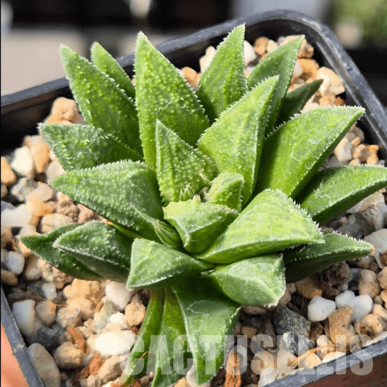 VVG25534 Haworthia parksiana x 'Metarika'