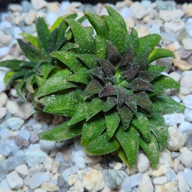 VVG25536 Haworthia parksiana -Kleinbrakrivier-
